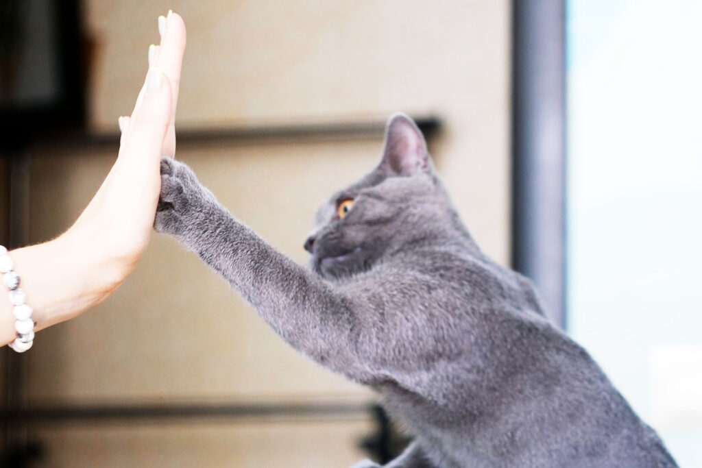 Grundlagen des Clickerns