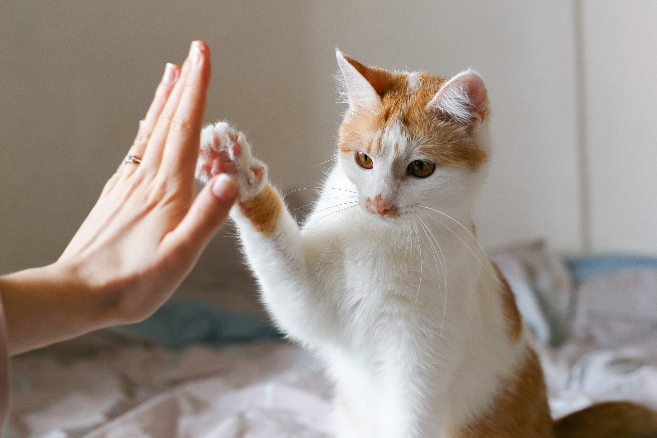 Clickertraining für Katzen & Ratgeber Futtermanagement