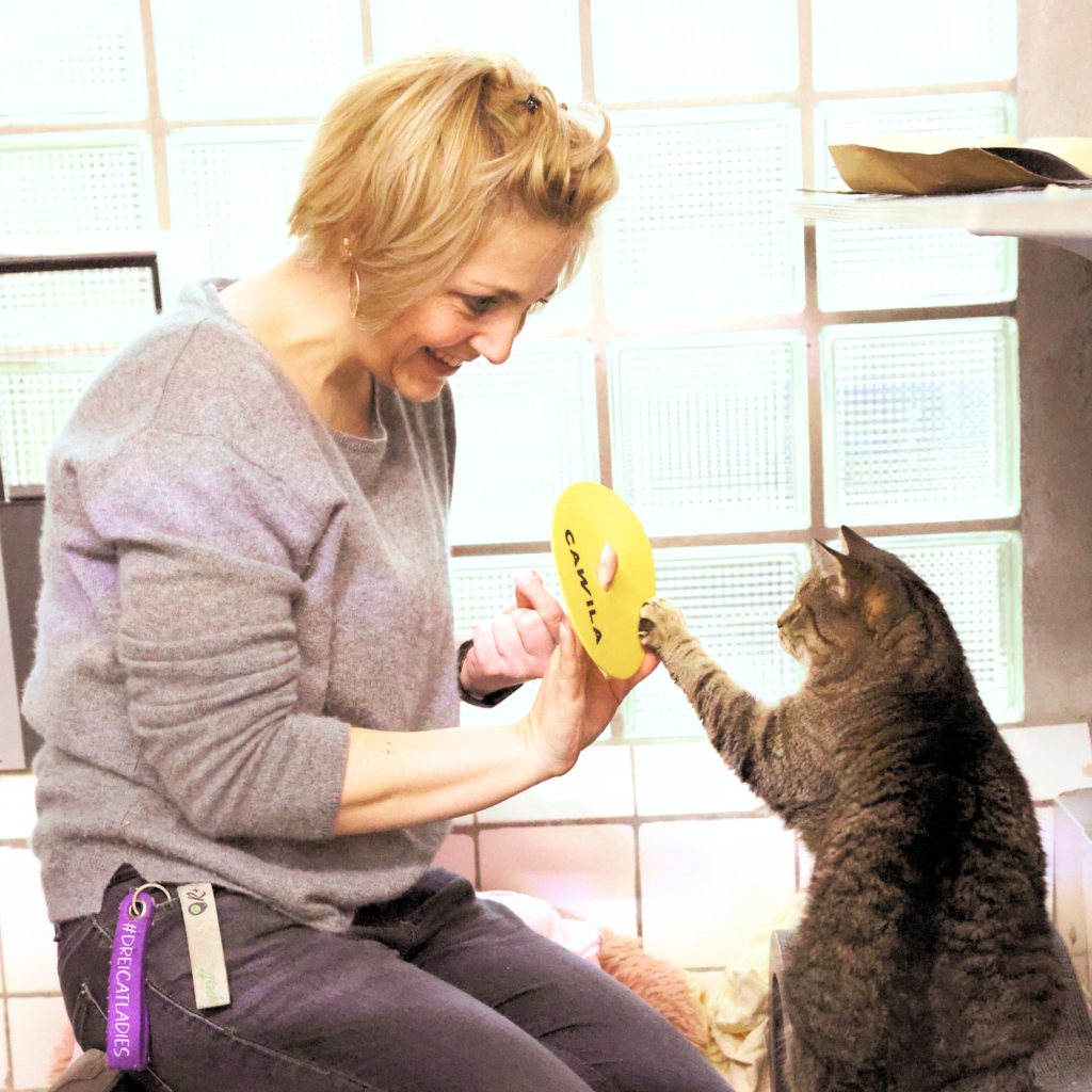 Clickertraining für Katzen
